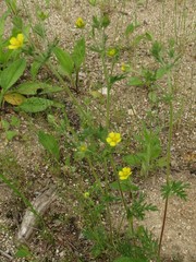 Potentilla multifida