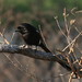 Southern Magpie Shrike - Photo (c) jcorrie, some rights reserved (CC BY-NC)