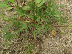Potentilla multifida