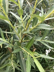 Salix viminalis