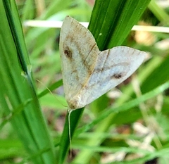 Rivula sericealis