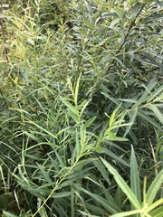 Salix viminalis