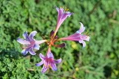 Lycoris insularis