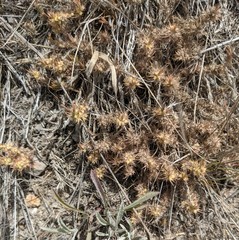 Cardionema ramosissimum