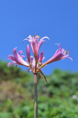 Lycoris insularis