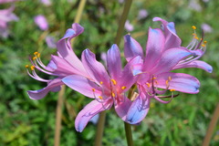 Lycoris insularis