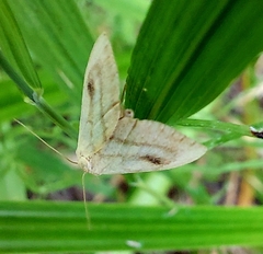 Rivula sericealis