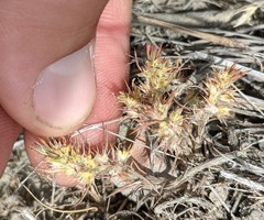 Cardionema ramosissimum