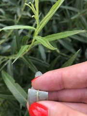 Salix viminalis