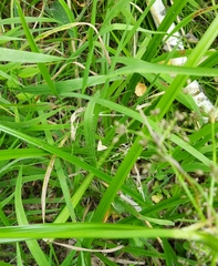Rivula sericealis