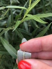 Salix viminalis