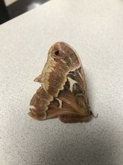 Callosamia angulifera