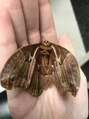 Callosamia angulifera