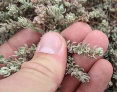 Extriplex californica