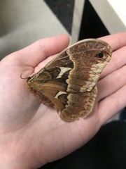 Callosamia angulifera