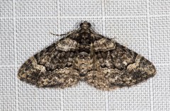 Eucymatoge peplodes