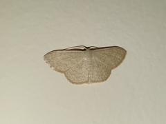 Scopula