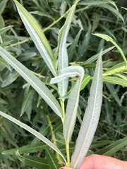 Salix viminalis
