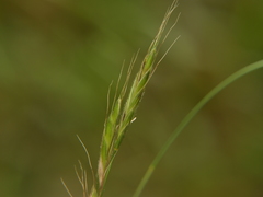 Elymus caninus