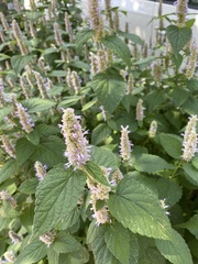 Agastache