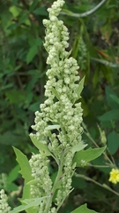 Cyclachaena xanthiifolia