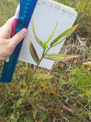 Dichanthelium commutatum commutatum