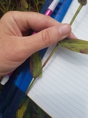 Dichanthelium commutatum commutatum