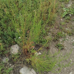 Artemisia commutata