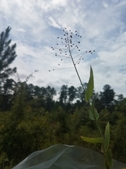 Dichanthelium commutatum commutatum