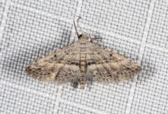 Araeopteron canescens