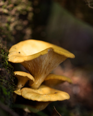 Austropaxillus statuum