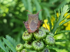 Coreus marginatus
