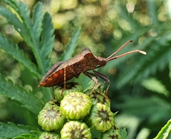 Coreus marginatus