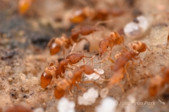 Strumigenys kumadori