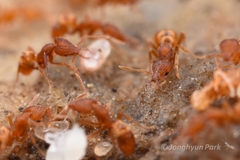 Strumigenys kumadori