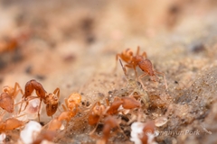 Strumigenys kumadori