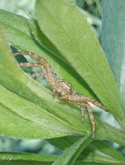 Xysticus ulmi
