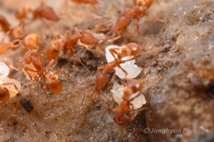 Strumigenys kumadori