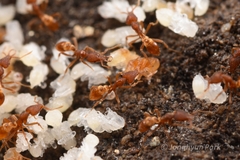 Strumigenys kumadori