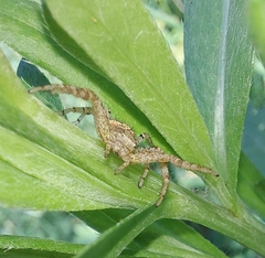 Xysticus ulmi