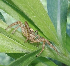 Xysticus ulmi