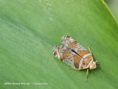 Lophopinae