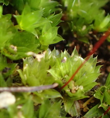 Bryum canariense