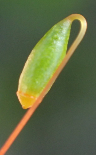 Image of Rosulabryum canariense by (c) Nicola van Berkel, some rights reserved (CC BY-SA)
