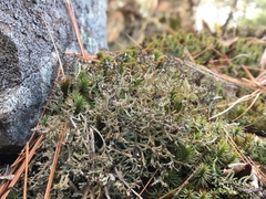 Cladonia multiformis