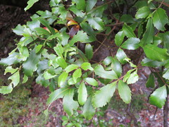 Pseudopanax macintyrei