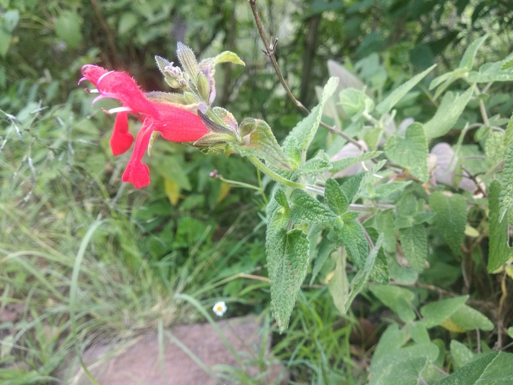 Mexican scarlet sage