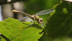 Ophiogomphus severus