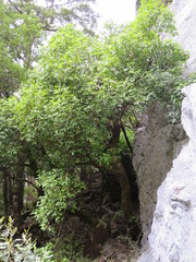 Pseudopanax macintyrei