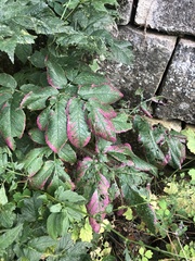 Chaerophyllum aromaticum